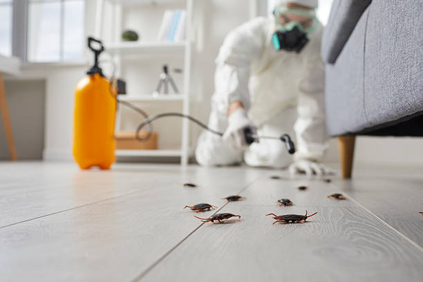 Post-Treatment Bed Bug Interceptor Monitoring in Canton Valley